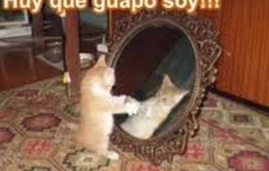 En momentos eres celoso y presumido? - Que tipo de gato eres?
