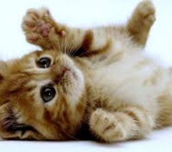 Resultado de Que tipo de gato eres?