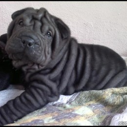 que color te gusta
 - que animal eres