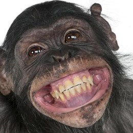 si fueras una perrita y tendrias crias si intentaran cogerlas que arias
 - que animal eres