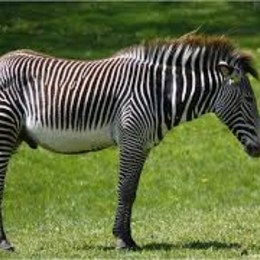 que animal te gusta - que animal eres