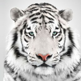 en donde te gustaria vivir - que animal eres