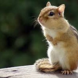 que clase de animales te gusta - que animal eres