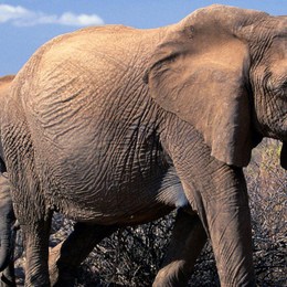 en donde te gustaria pasar las vacasiones - que animal eres