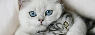 ¿cuanto sabes de los gatos?