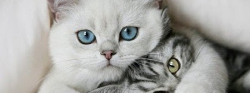¿cuanto sabes de los gatos?