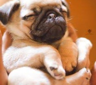 Resultado de &iquest;Qu&eacute; perro eres?