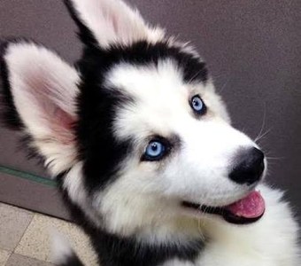 Resultado de &iquest;Qu&eacute; perro eres?