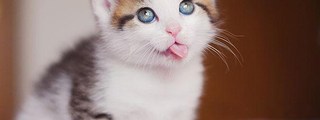 cuanto sabes de gatos
