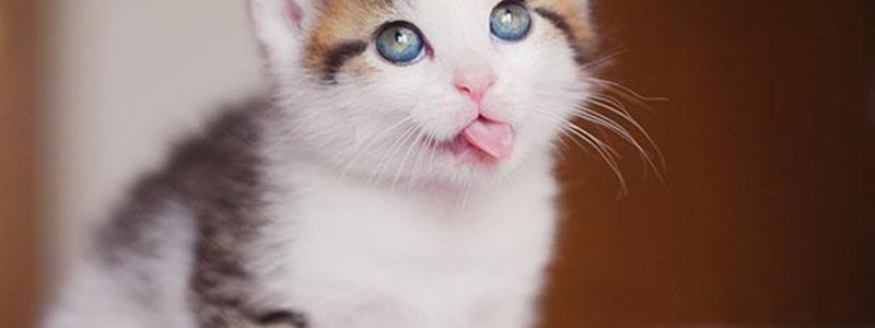 cuanto sabes de gatos