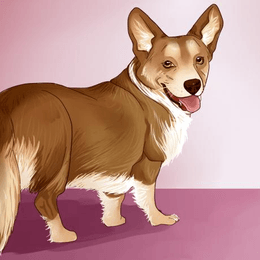 Como se llama el perro de la Directora? - -Cuanto sabes de Coraz&oacute;n de Mel&oacute;n.