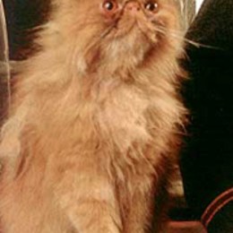 &iquest;C&oacute;mo se llama el gato de Hermione? - &iquest;Qu&eacute; tan Potterhead eres?