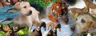 que animal serias...??