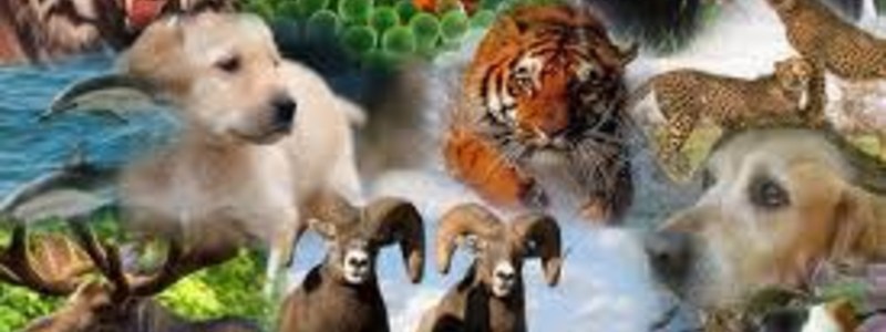 que animal serias...??