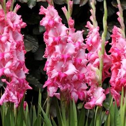 te gusto este test - cuanto sabes de los padrinos magicos