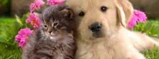 Perro o Gato?