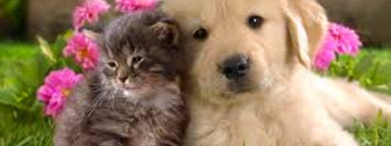 Perro o Gato?