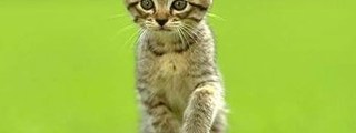 ANIMALES