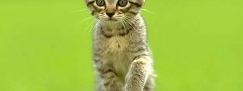 ANIMALES