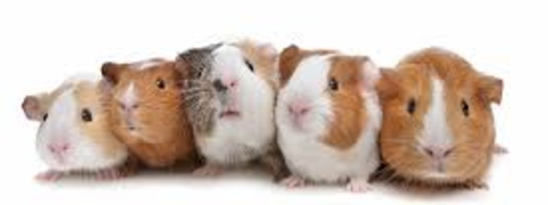 Cuanto sabes de las cobayas?