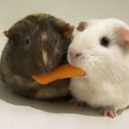 que comen las cobayas - Cuanto sabes de las cobayas?