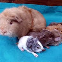 Cuantos hijos puede tener una cobaya - Cuanto sabes de las cobayas?
