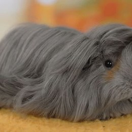 como se les dice a las cobayas en ingles - Cuanto sabes de las cobayas?