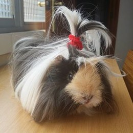 pueden haber cobayas sin pelo - Cuanto sabes de las cobayas?