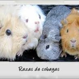 cual de estos nombres NO es una raza de cobayas - Cuanto sabes de las cobayas?