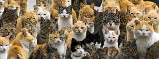 cuanto sabes de gatos