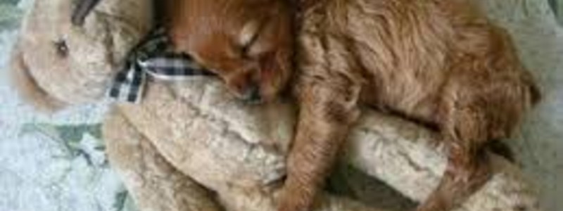 QUIEN ES MAS TIERNO