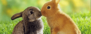 ¿Qué animal serías si no fueras un humano?