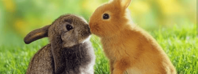 ¿Qué animal serías si no fueras un humano?
