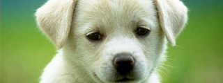 cuanto sabes de los animales