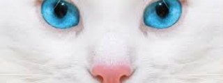 ¿Cuanto sabes de los gatos?