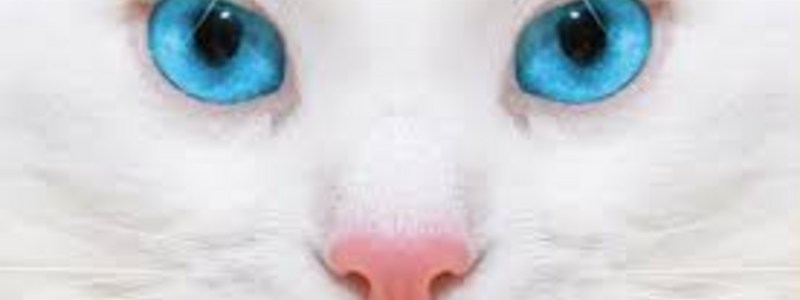 ¿Cuanto sabes de los gatos?