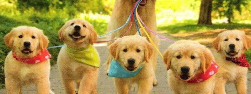 ¿Cuanto sabes de los perros?