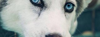 Cuánto sabes sobre perros
