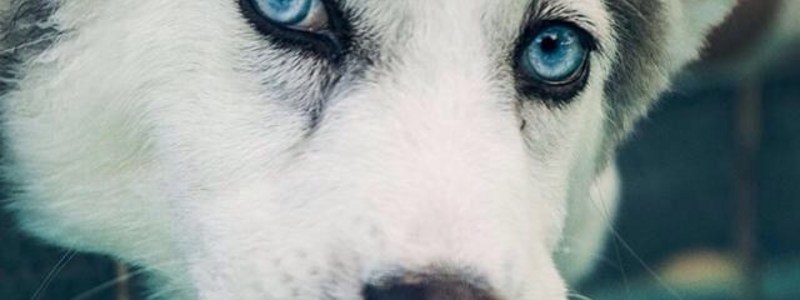 Cuánto sabes sobre perros