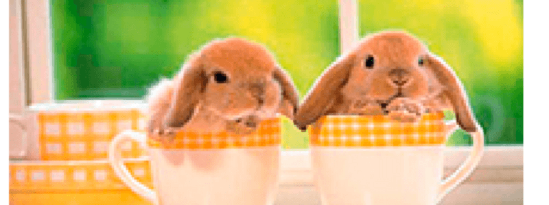 ¿QUÉ CONEJO DEBERÍAS TENER?