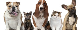 que sabes de perros y gatos