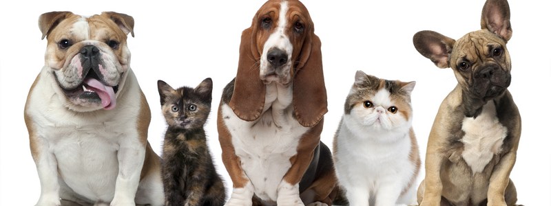 que sabes de perros y gatos