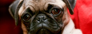 Que tanto sabes de los pugs?