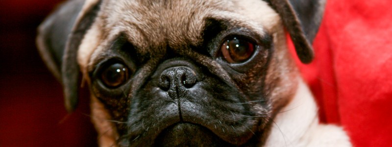 Que tanto sabes de los pugs?