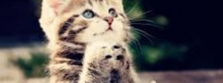 Cuanto sabes de los Gatos