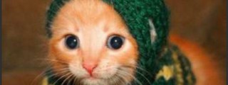 Cual animal es tu favorito