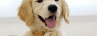 ¿que animal domestico eres?