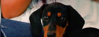 Cuanto Sabes De Las Mascotas 
