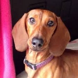 COMO SE LLAMAN LAS PERRITAS DE LOS POLIUNESIOS - CUANTO SABES DE LOS POLINESIOS