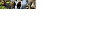 que animal eres
